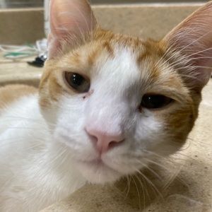 Meet your Posher, Morgan